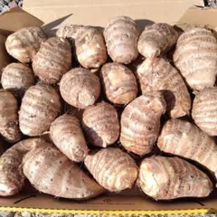 ぽんた　様　専用になります。岐阜県産の里芋です。洗い、天日干し済み発送です。