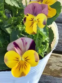 ねね様 リクエスト 3点 まとめ商品