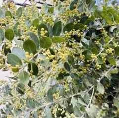 パールアカシア　蕾付き切り枝80サイズいっぱい