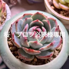 桜　プロフ必読様専用ページ