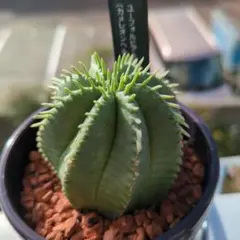 freerancer0929様 リクエスト 2点 まとめ商品