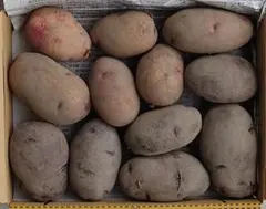 ゆず‥ё様専用　（俵アルタイル彦星俵マゼランセット）