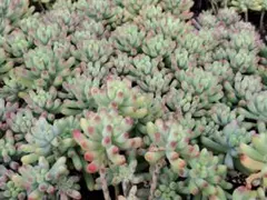 53多肉植物乙女心おまかせカット12株