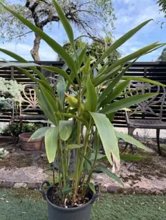 観葉植物 ヤシの木 ピナンガヤシ鉢植え 観葉植物 ヤシの木 ピナンガヤシ鉢植え - メルカリ