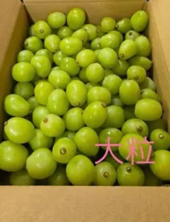 朝取り シャインマスカット 粒売り 5kg 大粒 朝取り シャインマスカット 粒売り 5kg 大粒 - メルカリ