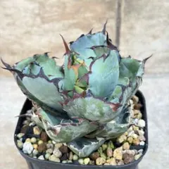 Greeen様 リクエスト 2点 まとめ商品