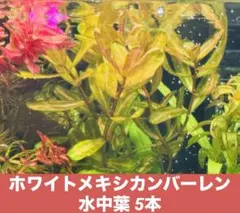 [희귀] 하얀 멕시코 황량한 수중잎 5장 [메르카리 배송]