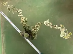 アイビー へデラ　雪うさぎ　斑入り 観葉植物