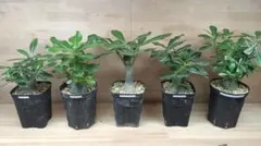 ま*ん様 542 Adenium obesumアデニウム・オベスム 特選 実生5 | Mercari