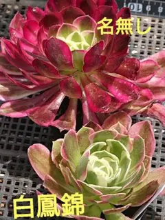 多肉植物。 アエオニウム鳳凰牡丹法師錦カット苗 - メルカリ