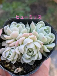 多肉植物　ヒューミリス　鉢の中全て　抜き苗