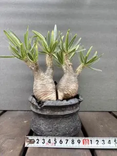 2025年最新】グラキリス 2頭の人気アイテム - メルカリ