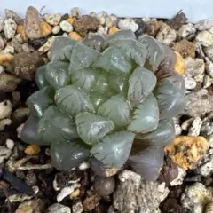 bibi様専用 ハオルチア オブツーサ 多肉植物 抜き苗 1苗 - メルカリ