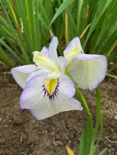 エミュー☆エミュー様 リクエスト 2点 まとめ商品