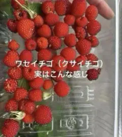 無農薬　クサイチゴ（ワセイチゴ）苗　10苗程度　現在増量中