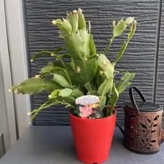 ちぃ様 リクエスト 2点 まとめ商品