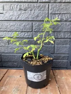 Joechan様 リクエスト 3点 まとめ商品