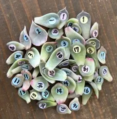 多肉植物　エケベリア　葉挿し　５０枚セット　ミックスベリア入り