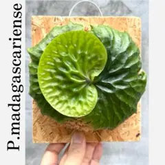 2026年最新】マダガスカリエンセの人気アイテム - メルカリ