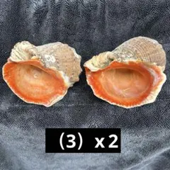 天然貝殻 2個セット