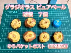 グラジオラス ピュアベール 球根 7個 春咲き 秋植え　サイズ直径4〜5cm球根のサムネイル