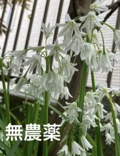 鳴子百合 球根3球 - メルカリ