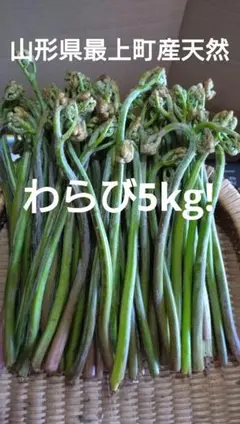 T*i様 新鮮！香椿 (シャンチュン) 若芽 1kg 春の味覚 無農薬 新鮮！香椿 (シャンチュン) 若芽 1kg 春の味覚 無農薬 - メルカリ