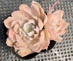 多肉植物 シャビアナペレグリナ×ヴィンセントカトー 多肉アンさん