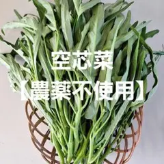 空心菜/空芯菜/エンサイ/千葉県産/約5kg入/業務用 - メルカリ