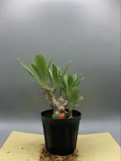 2025年最新】チレコドンの人気アイテム - メルカリ