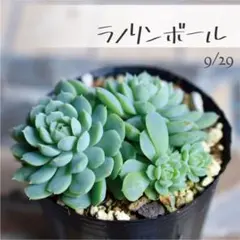 2026年最新】多肉 植物 抜き 苗の人気アイテム - メルカリ