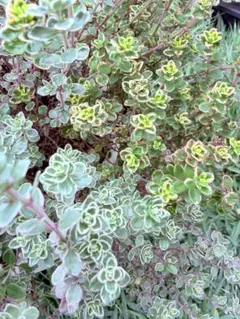 ④多肉植物 セダム ☆トリカラー☆ 抜き苗 - メルカリ