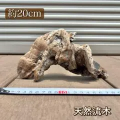 ！チニタ！アク抜き済み流木【100】セール アク抜き済み 流木のおすすめ人気商品一覧 通販 - Yahoo