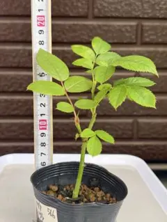 567 バラ苗 バラ挿し木苗 あ - メルカリ