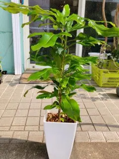 アマゾンオリーブ 曲げ仕立て オシャレなロング鉢植え 夏は屋外育成