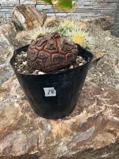 19ディオスコレア 亀甲竜 塊根植物 コーデックス - メルカリ
