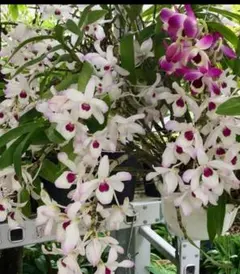 2026年最新】デンドロビューム苗の人気アイテム - メルカリ