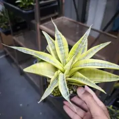 斑入り サンセベリア scimi Macossa サンスベリア - メルカリ