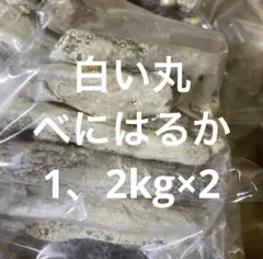 夜光貝 ヤコウ貝 まとめ売り 12個 12、2kg アクセサリー ルアー - メルカリ