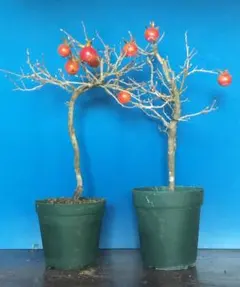 2025年最新】ロウヤガキの人気アイテム - メルカリ