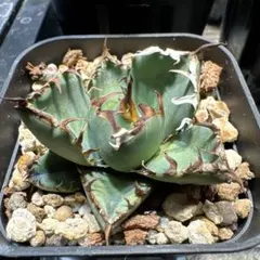 2026年最新】アガベ達磨の人気アイテム - メルカリ