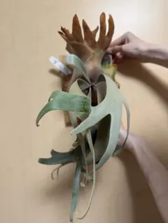 ビカクシダ十二田植栽P. Platinum x P. willinkii 魔髪 ビカクシダ十二田植栽P. Platinum x P. willinkii 魔髪 - メルカリ