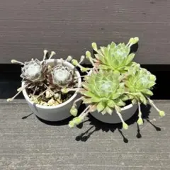 センペルビウム　コブウェブボタン・フォレストフロスト　5株　ぬき苗　（多肉植物）
