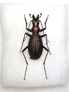 28mm】シュレンククビナガオサムシ カブリモドキ オサムシ標本