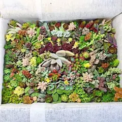 ご確認用です。