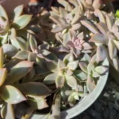 多肉植物　ダブルベリー