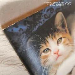 Item thumbnail for item 5154cd83-2831-4d25-a112-02b2c327ea45