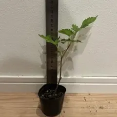 ラズベリー苗 二期成り・トゲなし品種/Joan Squire - メルカリ