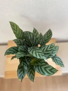 アグラオネマ ニティドゥム カーティシー 観葉植物 LEON レオン 22