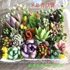 多肉植物♡おまかせ韓国苗セダム詰め合せ♡ちまちま寄せ植えカット苗セットR